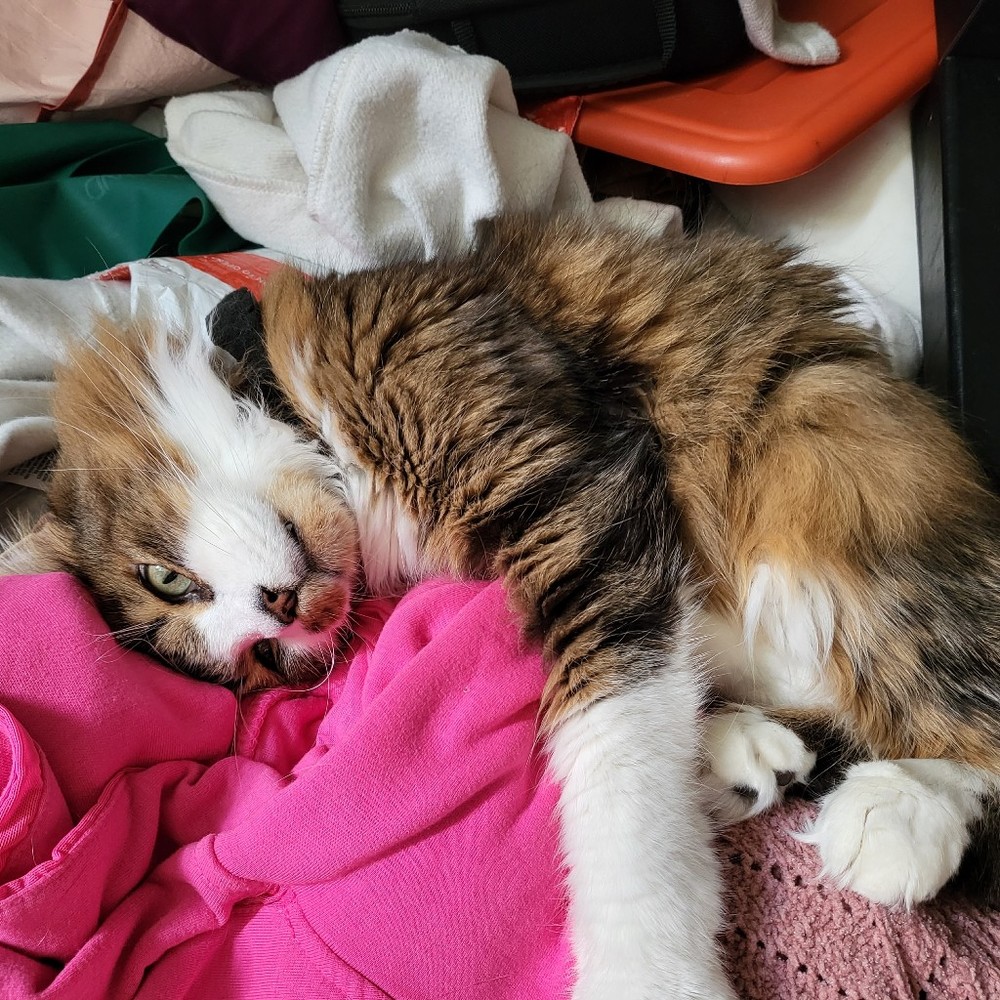 Meet your Posher, Posh